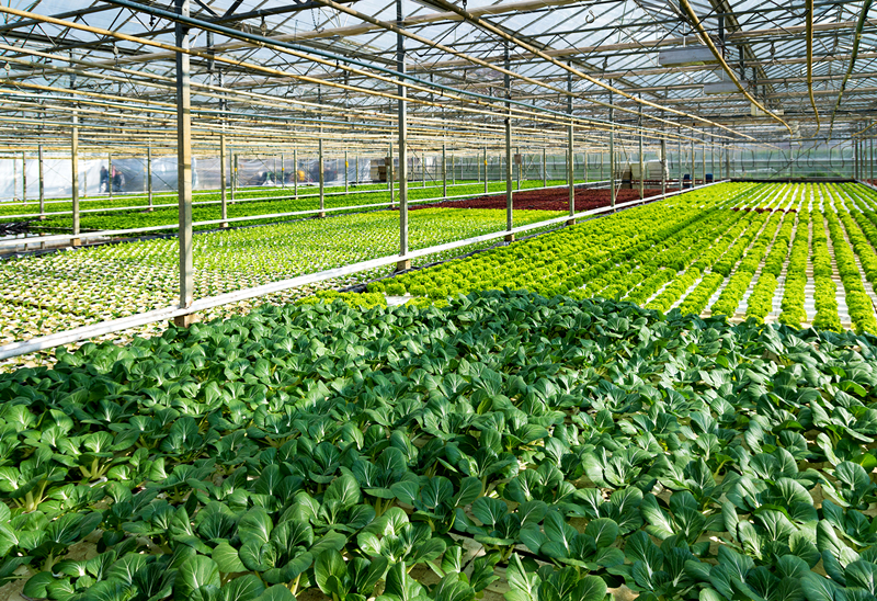 种植养殖在乡村振兴中发挥的重要作用