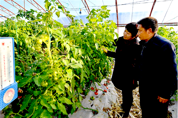 科技升级助农增收