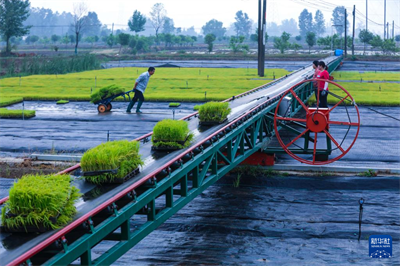 立夏农事忙【7】