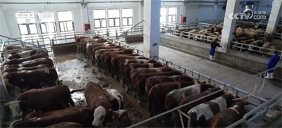 构建现代饲草产业 做好饲料“文章” 更好保障国家粮食安全与重要农产品供给