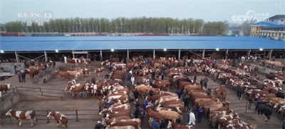 构建现代饲草产业 做好饲料“文章” 更好保障国家粮食安全与重要农产品供给