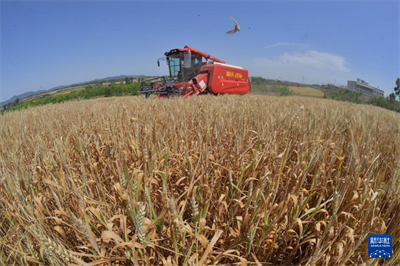 立夏农事忙【12】