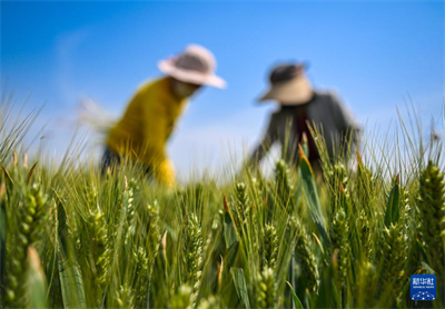 立夏农事忙【6】