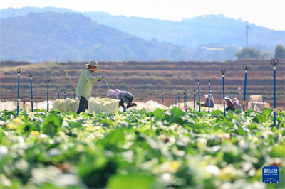  立夏农事忙【8】