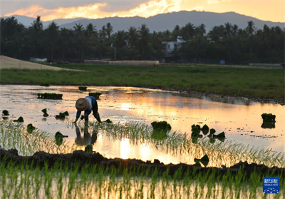 立夏农事忙【10】