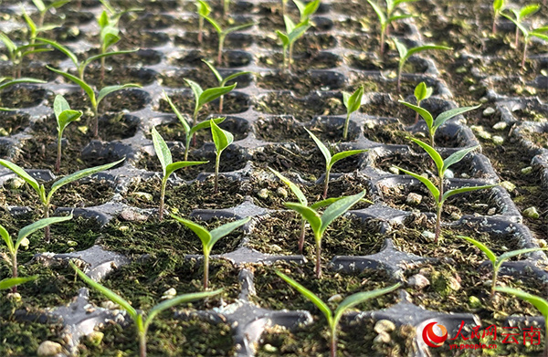 LOCAL1769392710783HVKKJDAO5Y