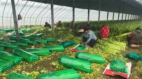 1772556736596126-1772556736638930