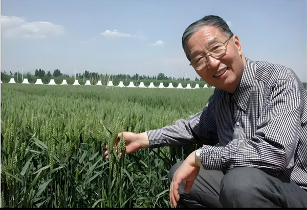 小麦科学家 李振声